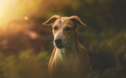 罗得西亚猎犬图片