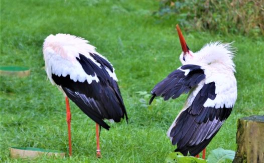 草地野生钳嘴鹳图片