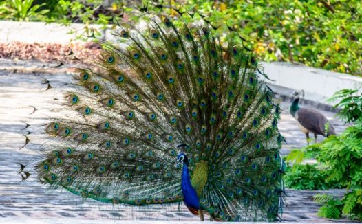 漂亮孔雀开屏图片