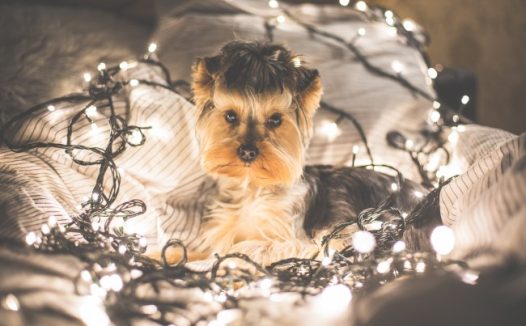 圣诞可爱狗狗图片