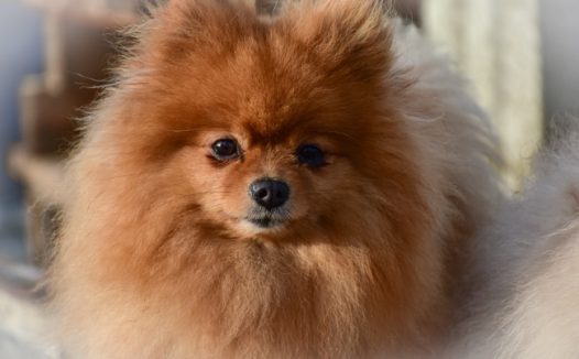 可爱棕色博美犬图片