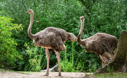 两只野生美洲鸵鸟图片