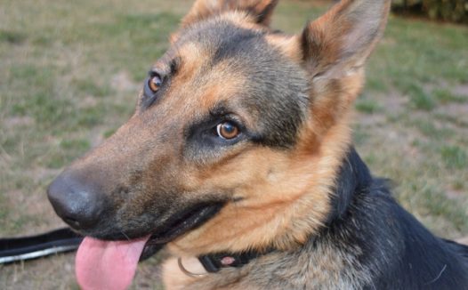 家养小狗肖像图片