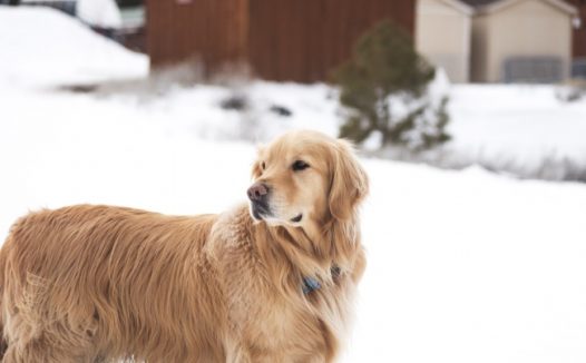 雪地金毛寻回犬图片