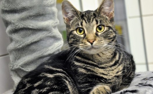 家养虎斑猫图片