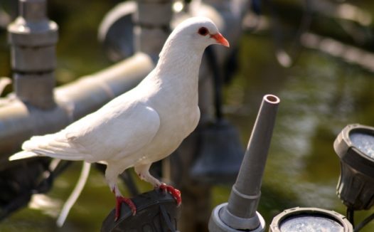 白鸽子摄影图片