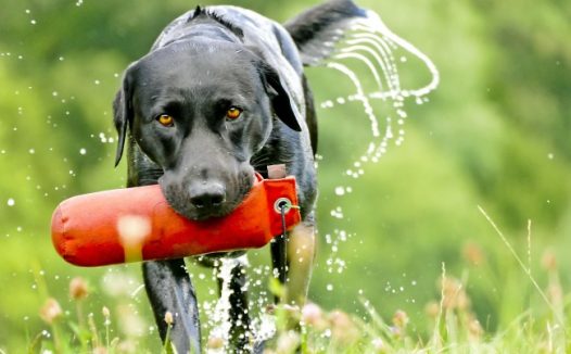 叼着东西的拉布拉多图片