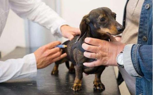 小狗驱虫几天排干净虫