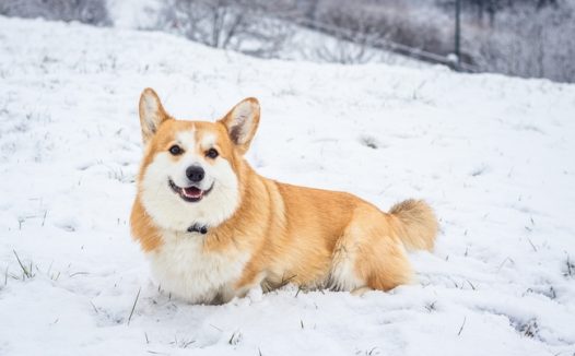 威尔士柯基犬雪地撒欢摄影图片