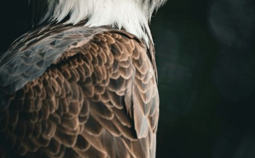 野生白头鹰摄影图片