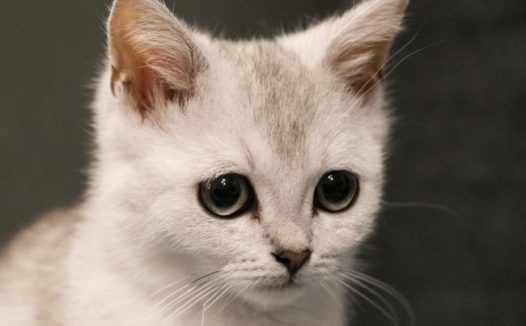 白色家养小猫咪图片