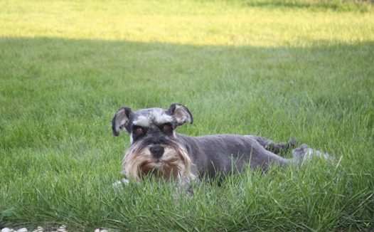 草地雪纳瑞狗狗图片