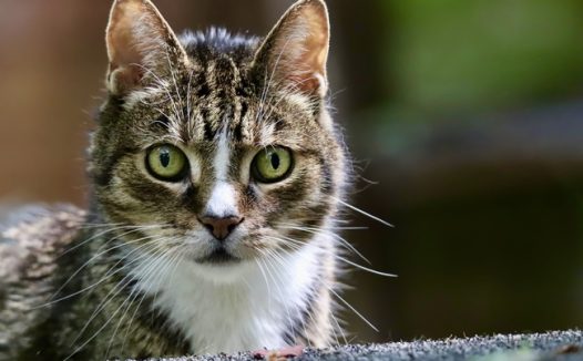 可爱呆萌狸花猫面朝镜头摄影图片