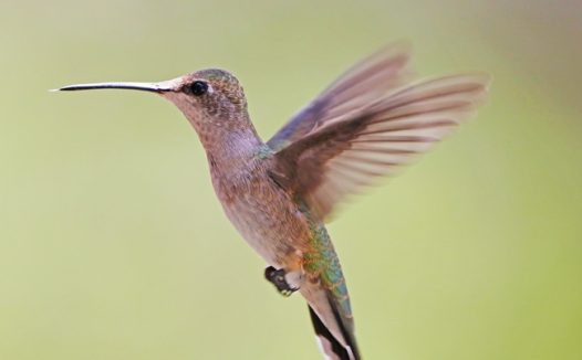 扇动翅膀的野生蜂鸟图片