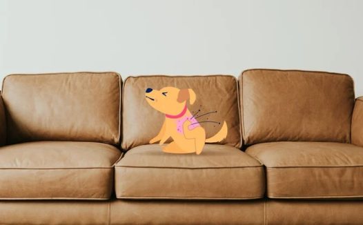 狗狗脓皮病(犬疥):病因、症状和治疗方法