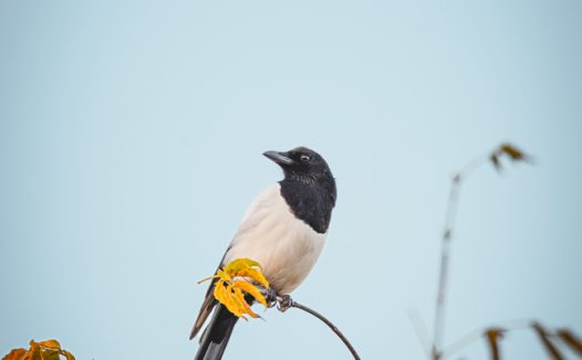 秋天站在枯枝上的雀鸟摄影图片
