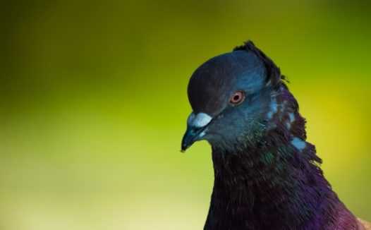 观赏鸽子头部特写图片