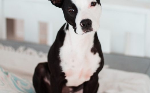 黑白狗狗可爱图片