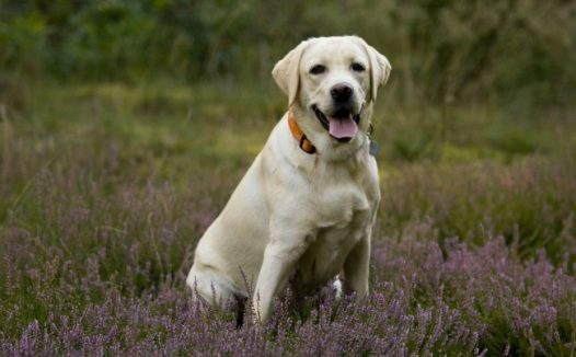 白色拉布拉多图片