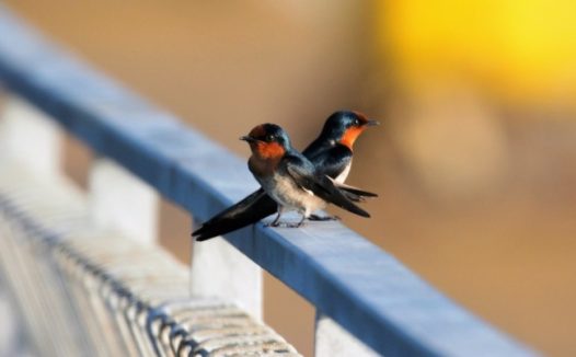 两只情侣小鸟图片