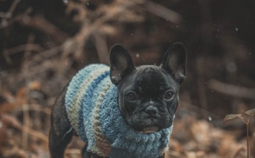 黑色可爱小法斗犬图片