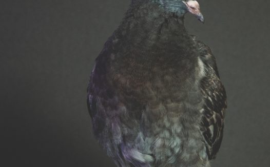 黑色野生信鸽摄影图片