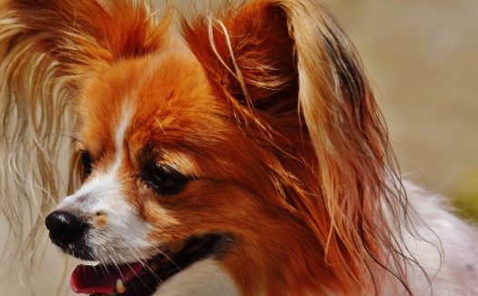 高清蝴蝶犬图片