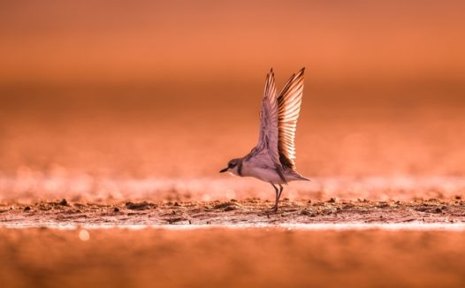 海滩上的须浮鸥摄影图片