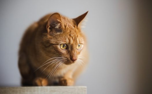 正在发呆的可爱小花猫图片