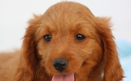 可爱超萌金毛犬图片