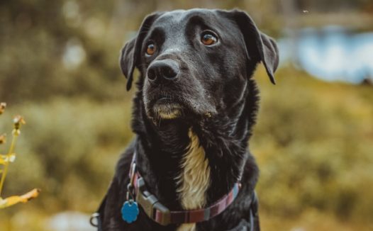 可爱黑色田园犬图片
