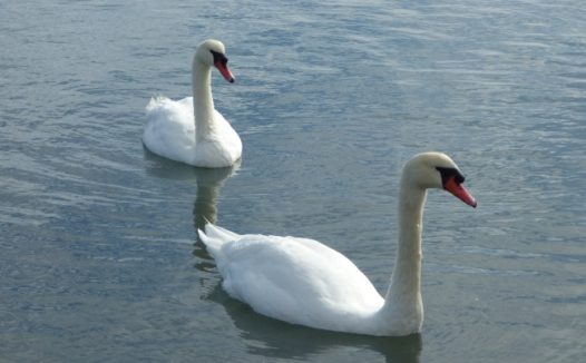 高清雪白的白天鹅图片