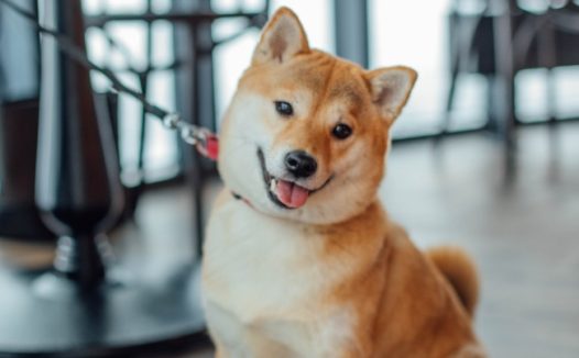 坐在地板上的柴犬图片