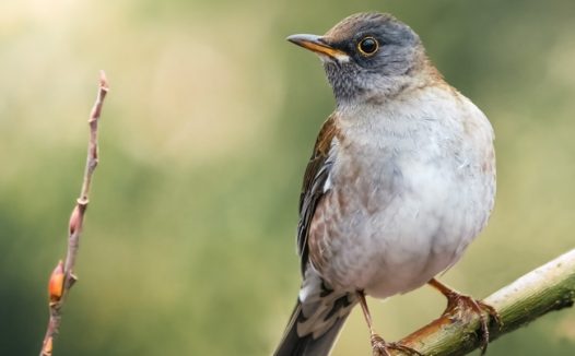 野生小鸟白腹鸫图片