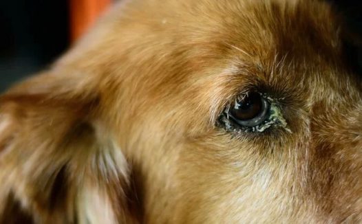 狗狗眼部感染:病因、症状和治疗方法