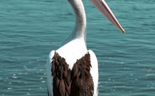 野生澳洲鹈鹕摄影图片