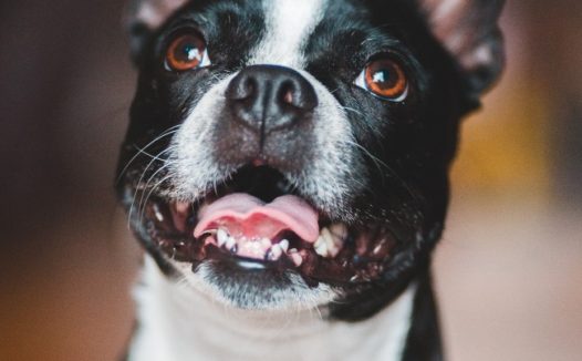 波士顿梗犬伸舌头卖萌图片