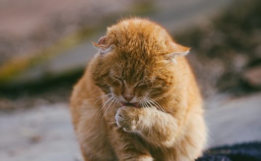 流浪猫舔爪子图片