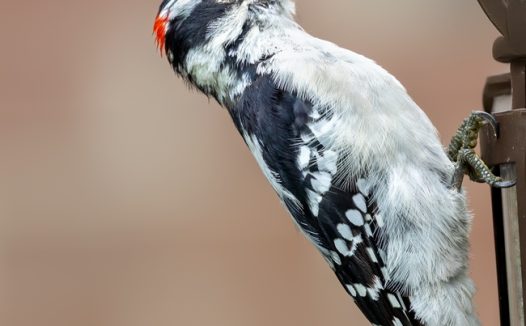 霜霉病啄木鸟摄影图片