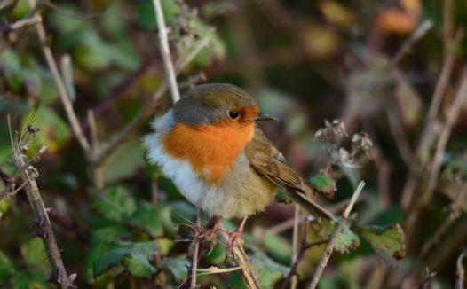 美丽知更鸟图片