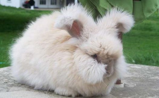 大安哥拉兔认主人吗