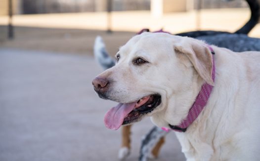 白色拉布拉多猎犬摄影图片