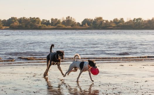 海滩追逐狗狗图片