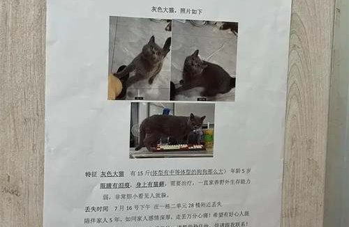 猫丢了怎么写寻猫启示