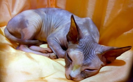 斯芬克斯猫图片