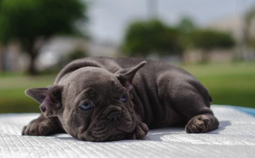 黑色可爱斗牛犬图片