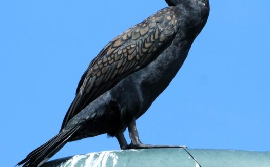 站在高处的黑色大鸬鹚图片