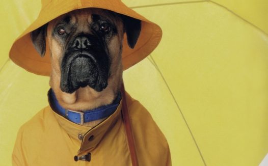 撑着黄色雨伞的狗狗图片