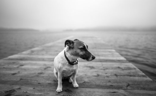 黑白中华田园犬图片