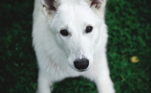 白色瑞士牧羊犬图片